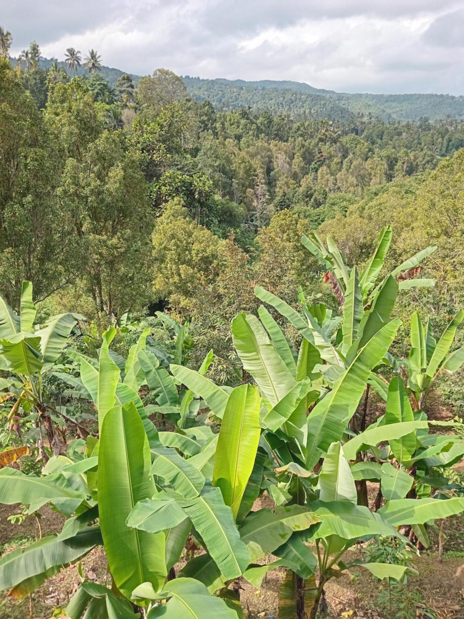 Kanaya Homestay & Warung Heaven Munduk Dış mekan fotoğraf